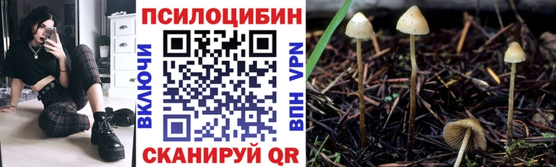 Купить закладки  Цимлянск  Псилоцибиновые грибы Psilocybe 